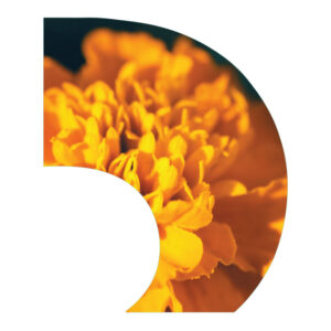 Dia de los Muertos - C-Swing Flag