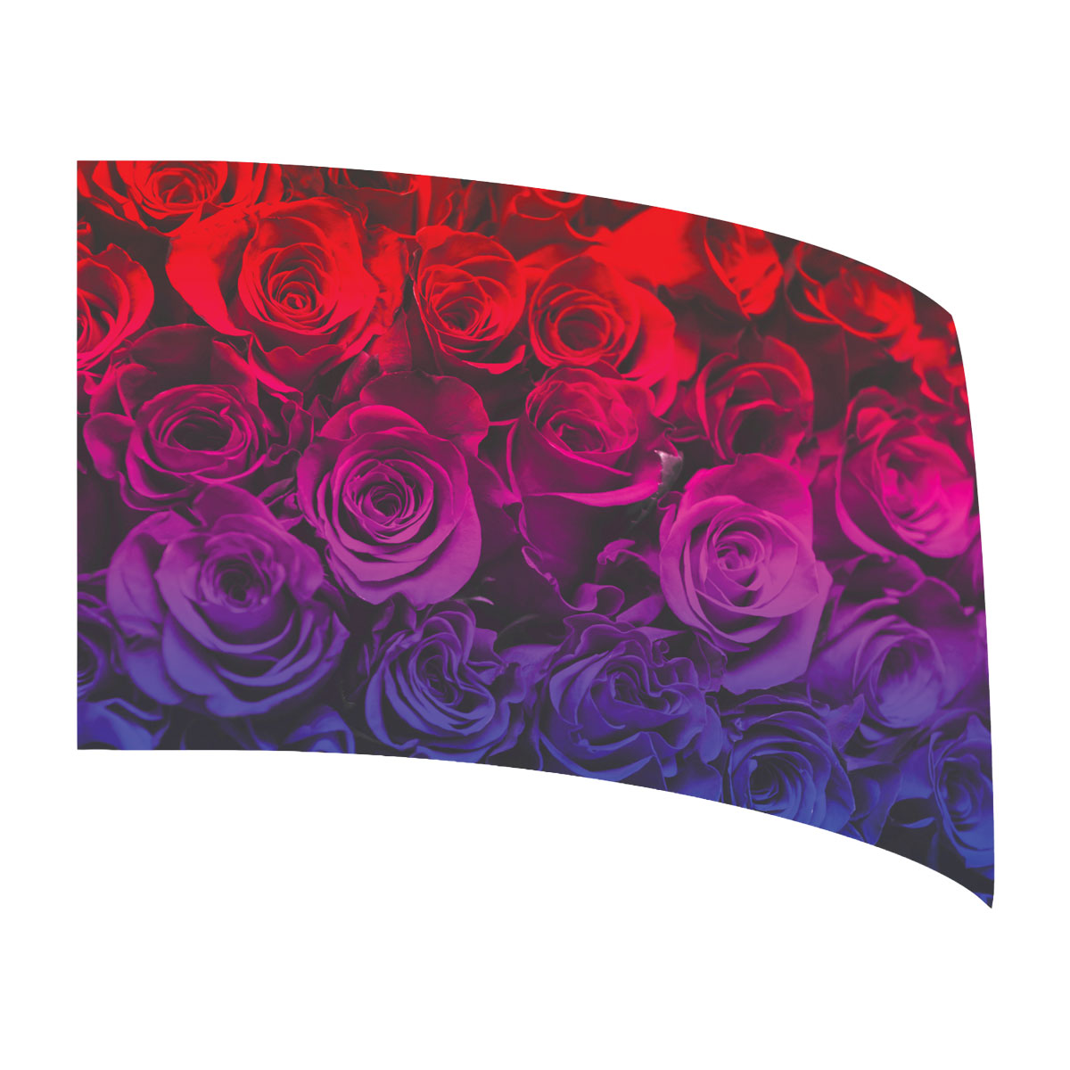Ombre Roses Standard Flag