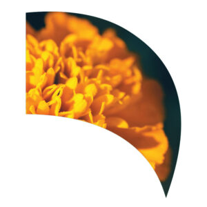 Dia de los Muertos - Teardrop Swing Flag