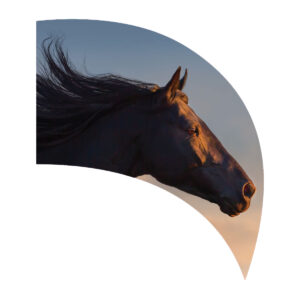 Wild Horses Teardrop Swing Flag